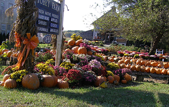 Look at those pumpkins!