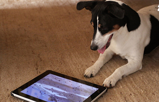 tablets for the whole family