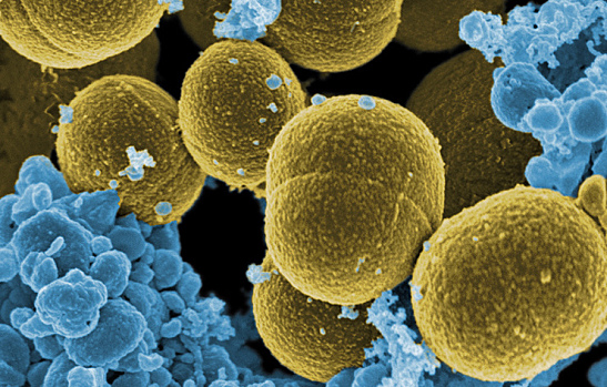 Staphylococcus Bacteria