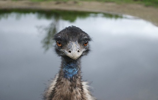 Emu