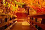 Fall Apps